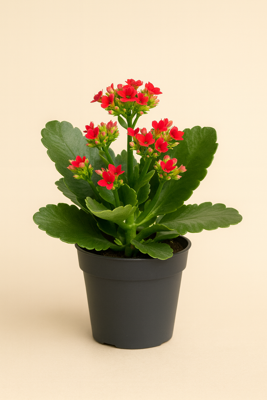 Kalanchoe blossfeldiana– Rot