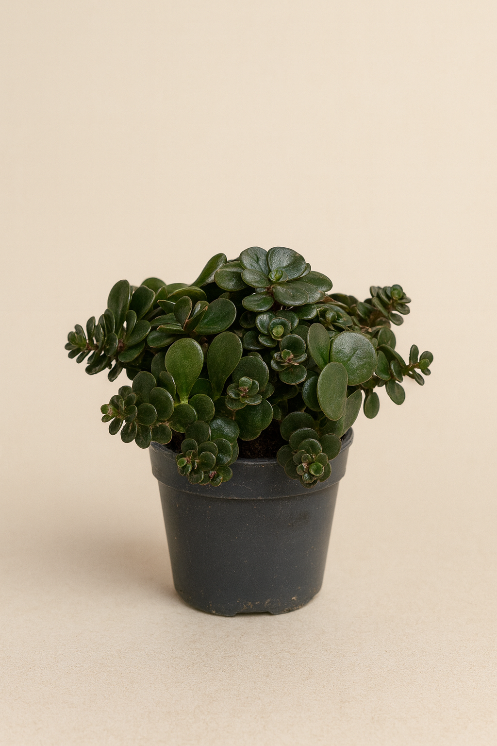 Peperomia ‘Hope’