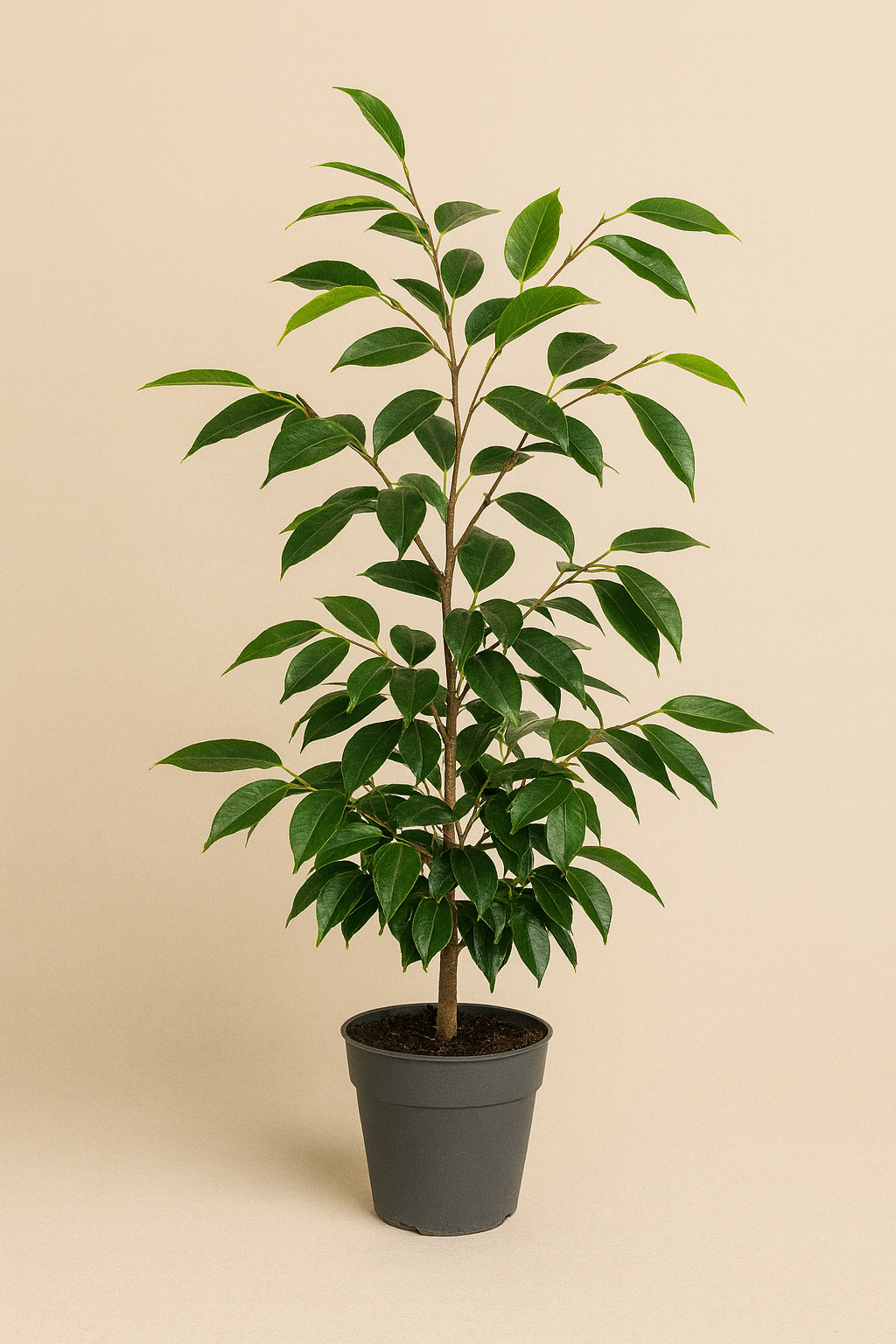 Ficus benjamina