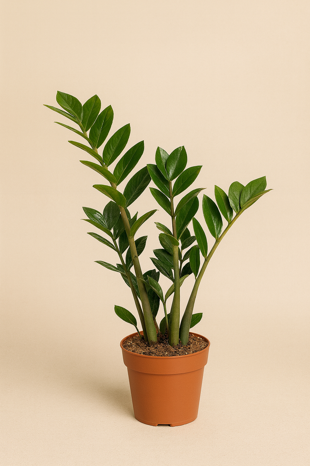 Zamioculcas zamiifolia