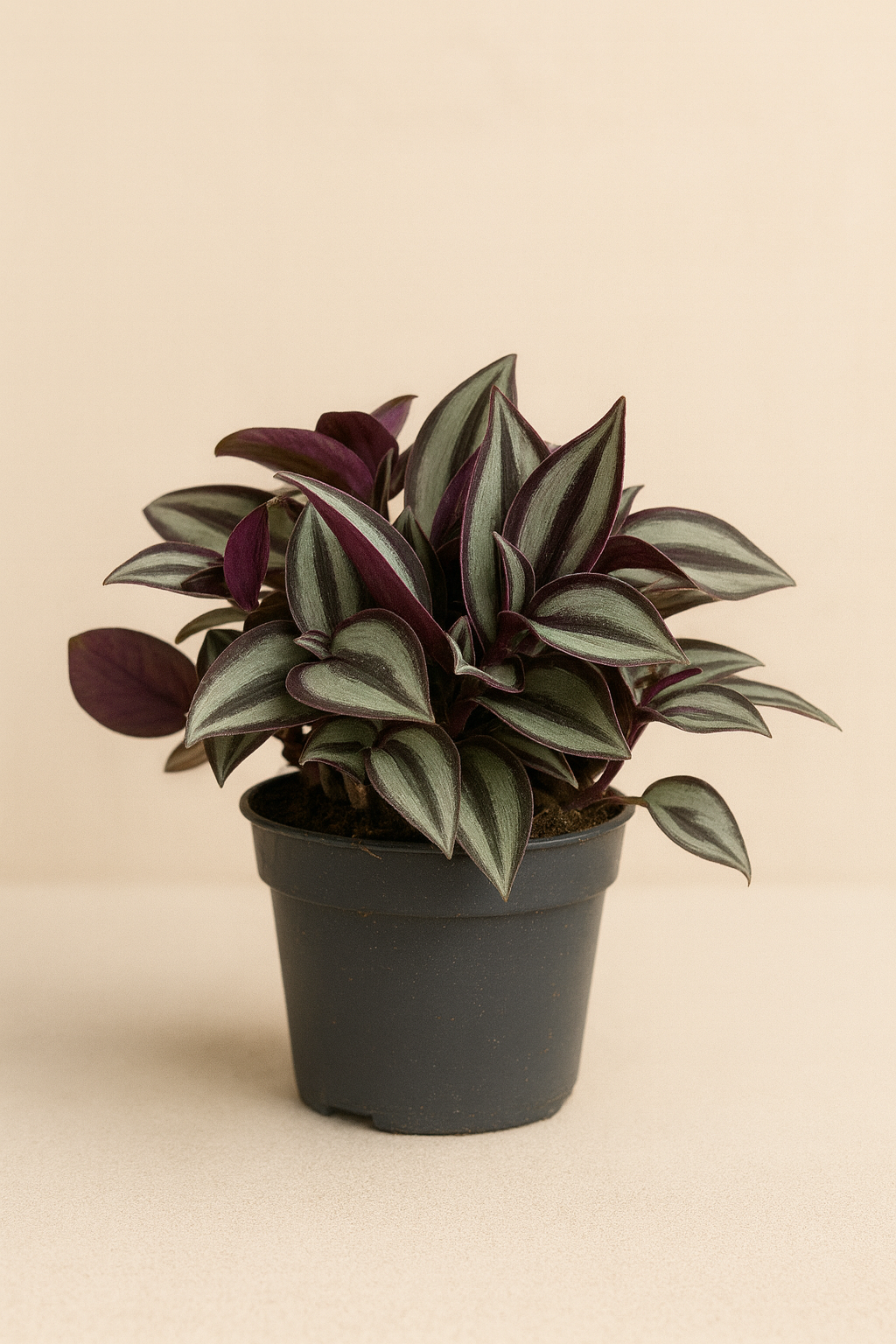 Tradescantia zebrina