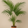 Areca-Palme (Dypsis lutescens)