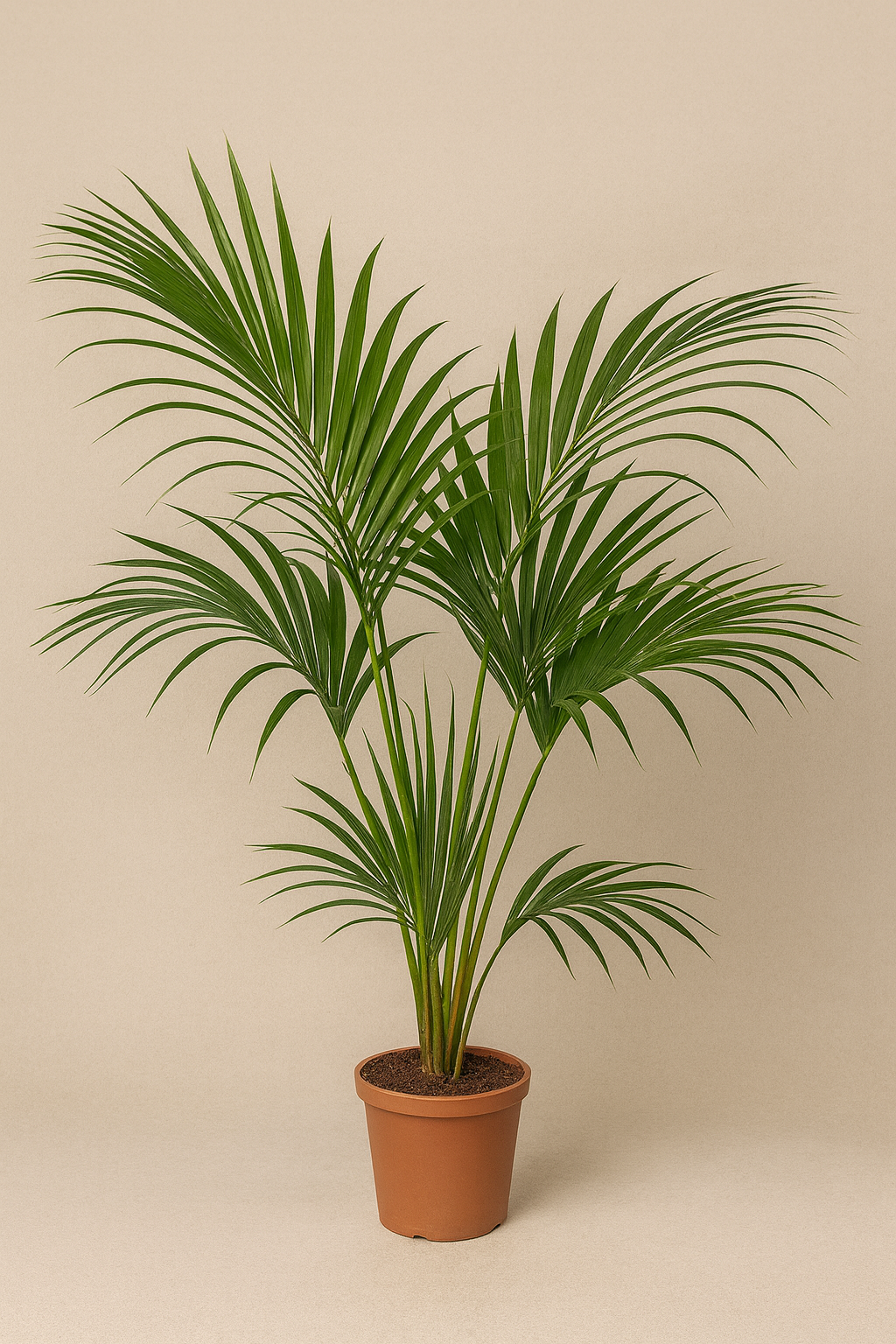 Areca-Palme (Dypsis lutescens)