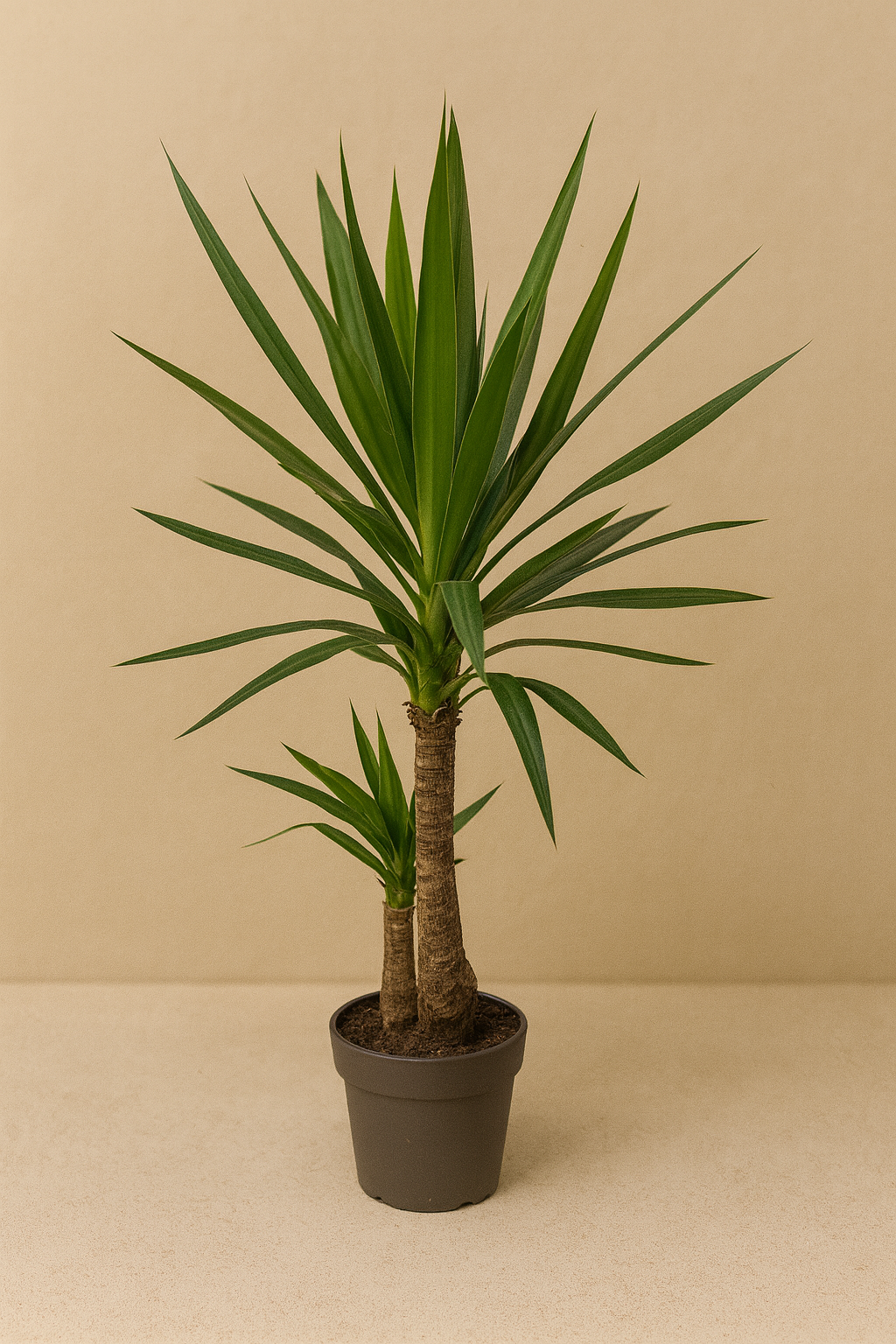 Yucca elephantipes (klein)