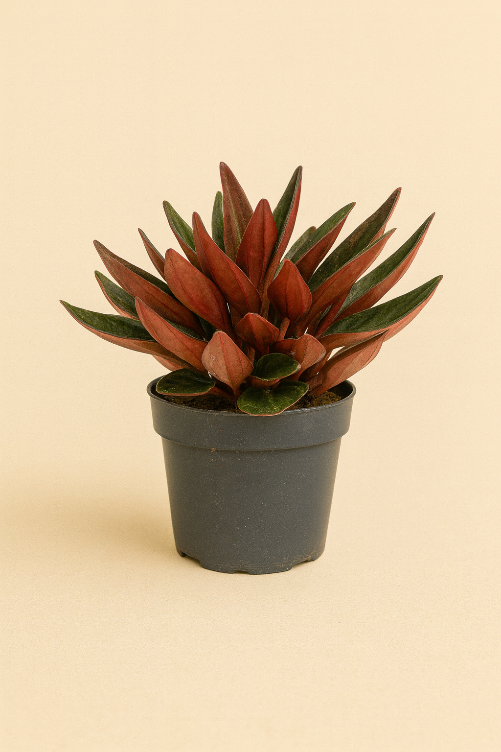 Peperomia graveolens ‘Ruby Glow’