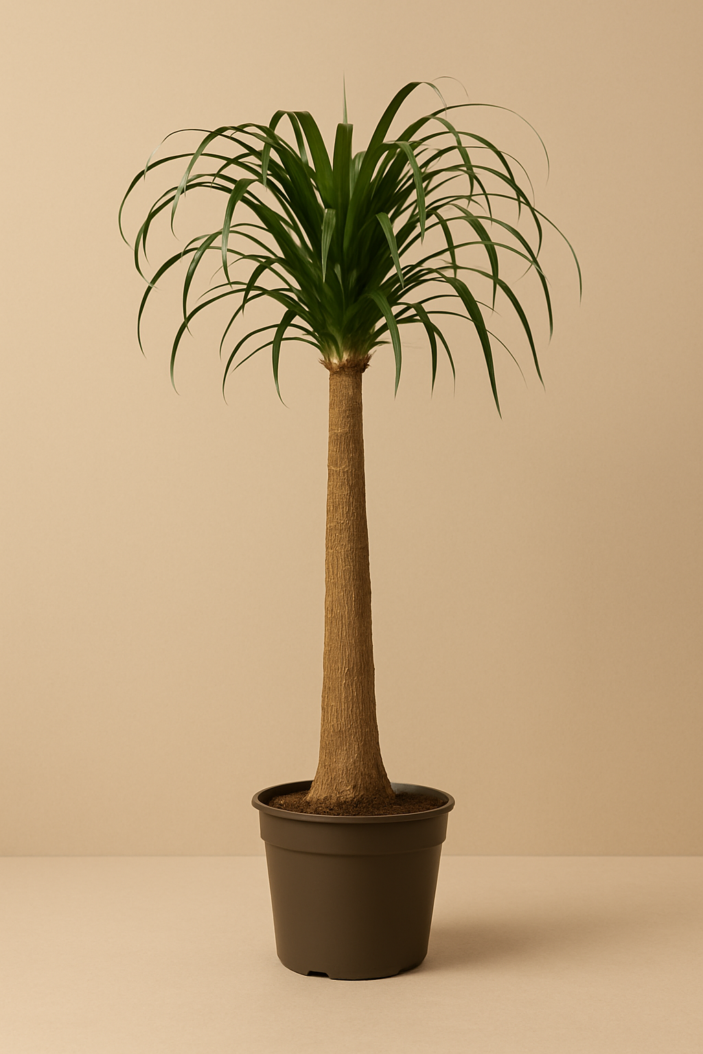 Elefantenfuß (groß)