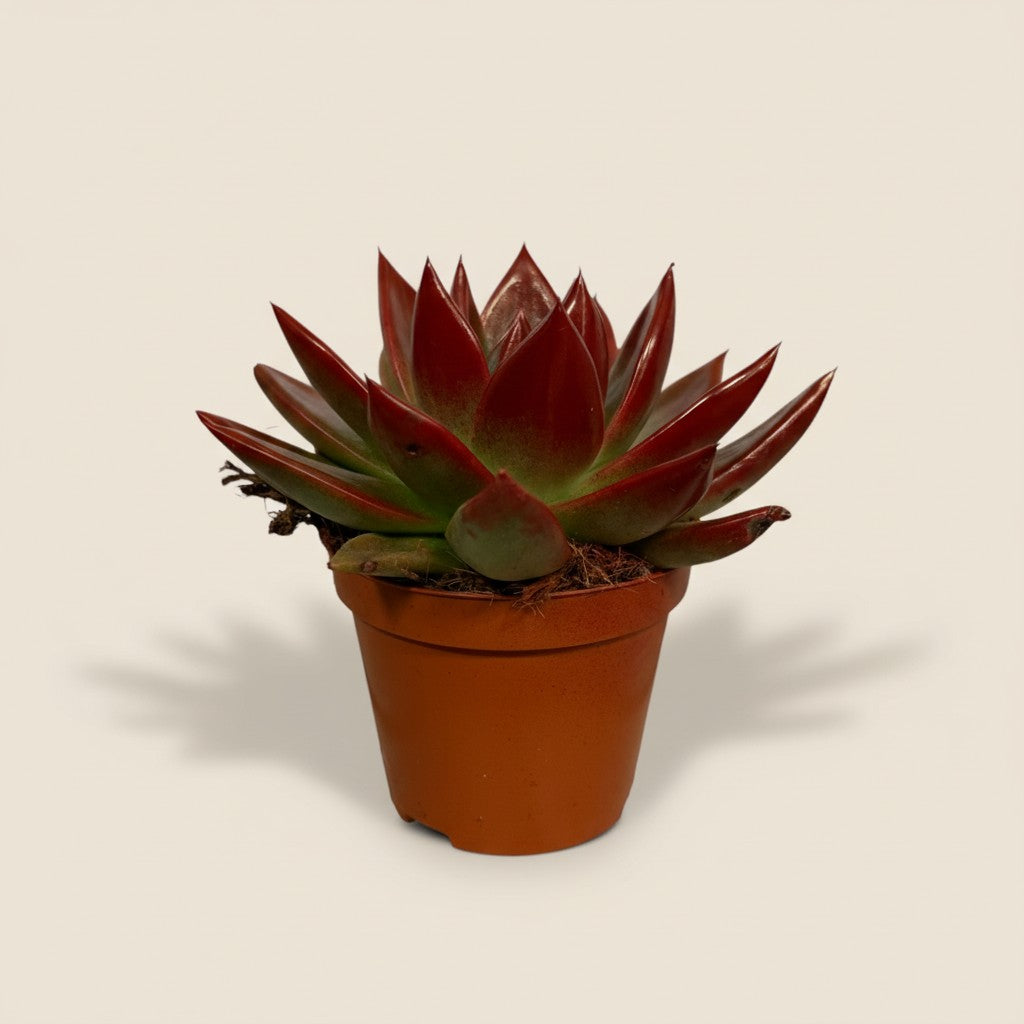 Red Velvet – Sukkulente im Festtags-Look