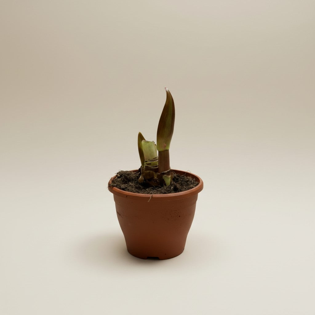 Amaryllis (ungeöffnet)