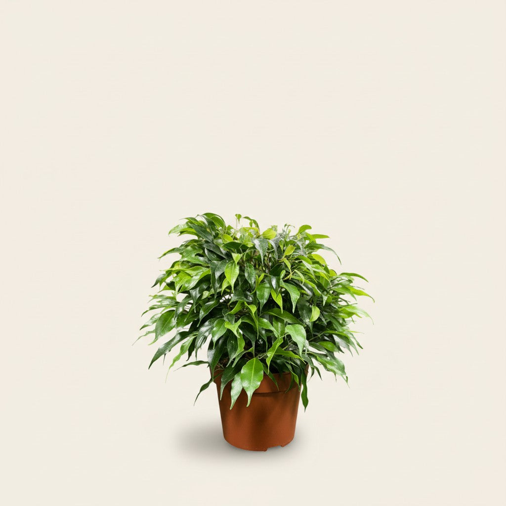 Ficus benjamina – Birkenfeige