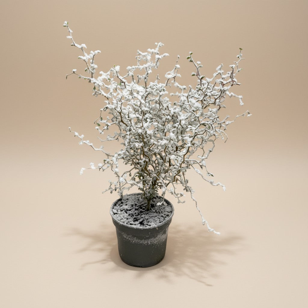 Sophora prostrata – Little Baby (Snow Edition)