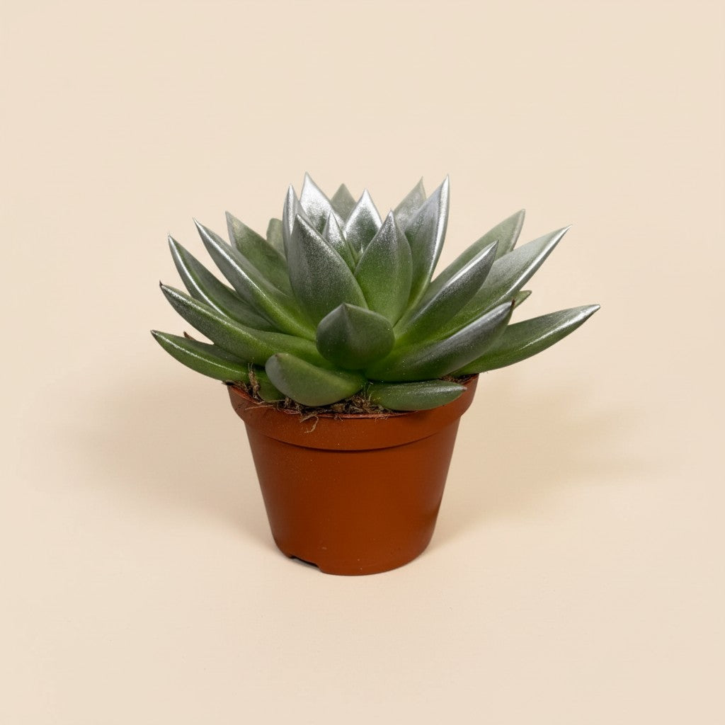 Silver Glow – Sukkulente im Metallic-Look