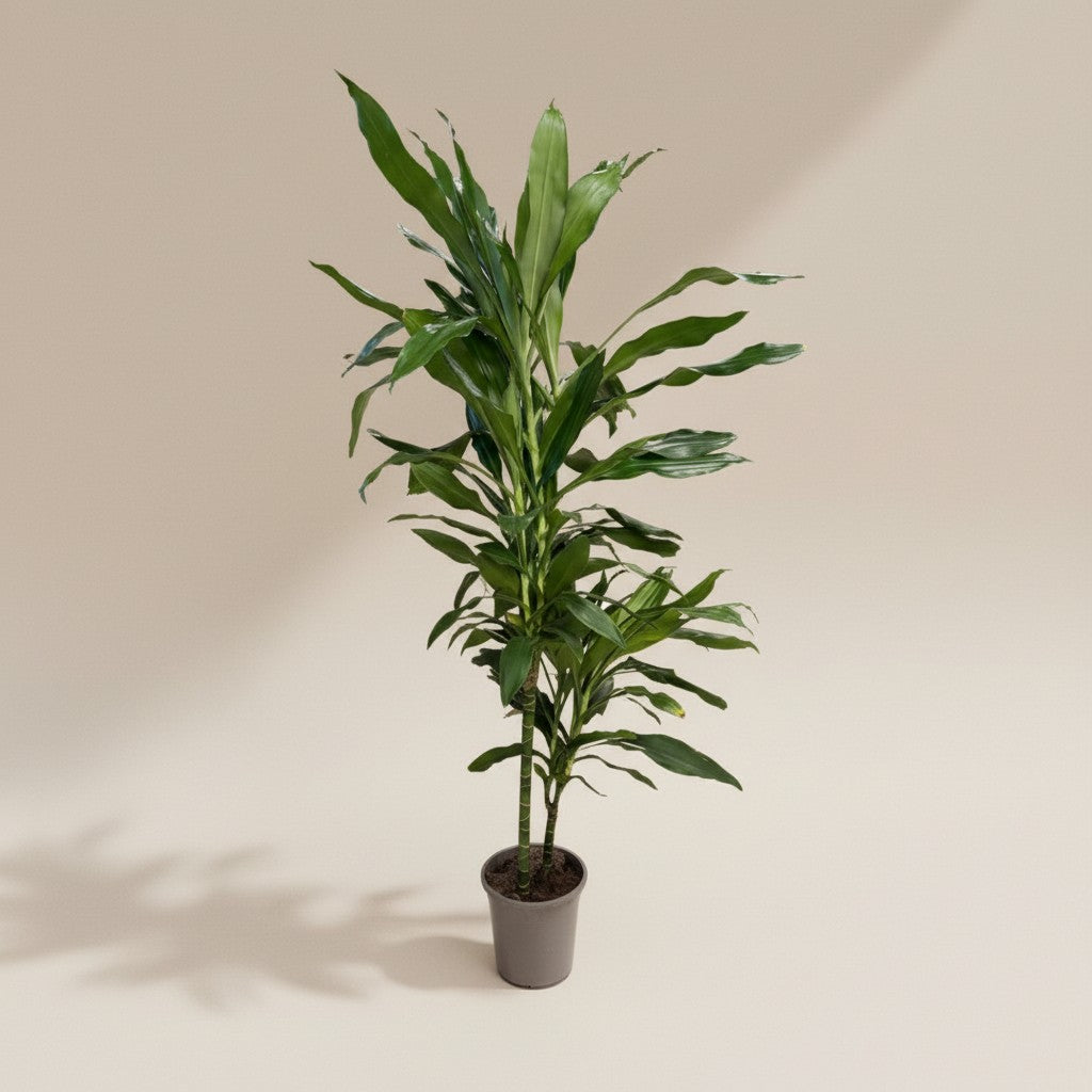 Dracaena fragrans ‘Janet Craig’