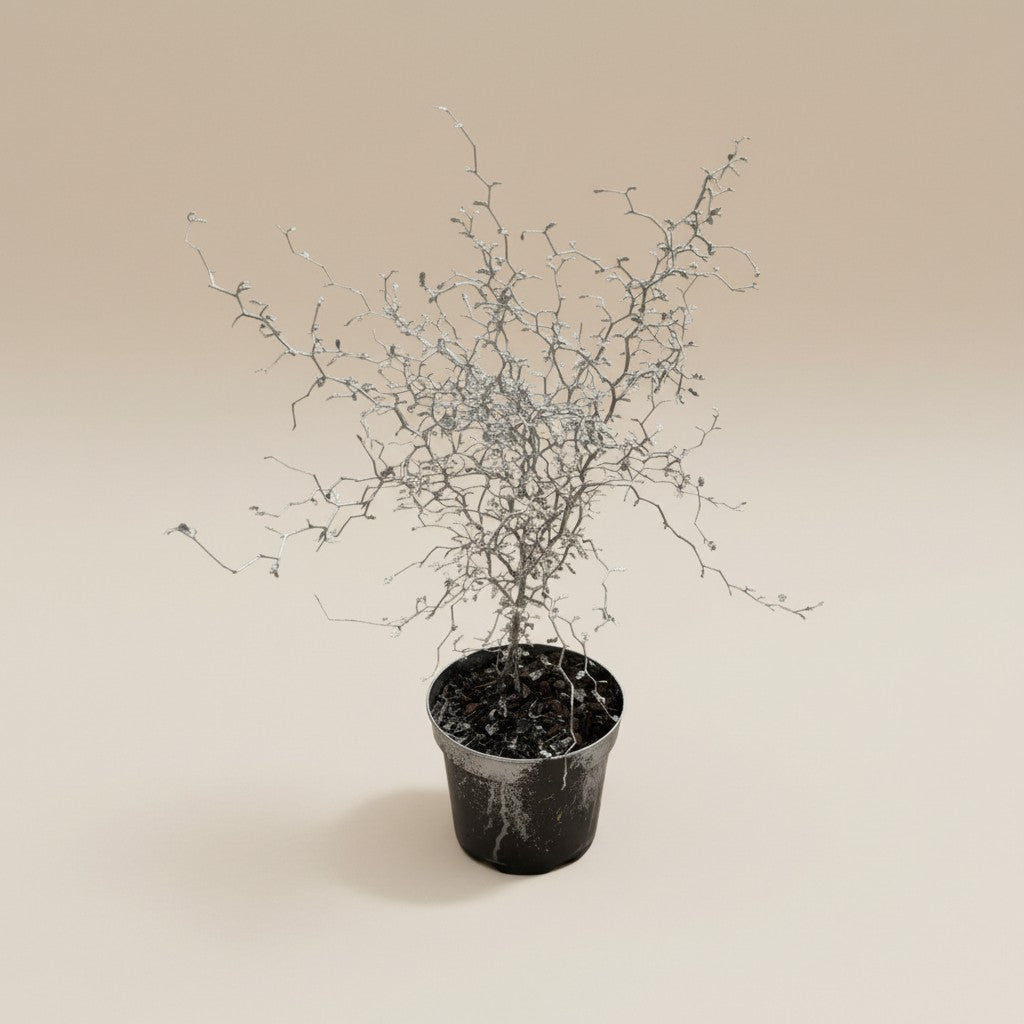 Sophora prostrata – Little Baby (Silber Edition)