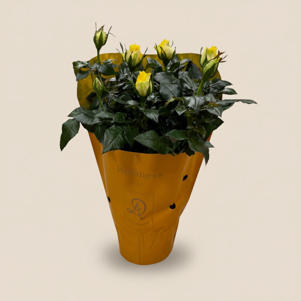 hybrida – Gelbe Mini-Rose