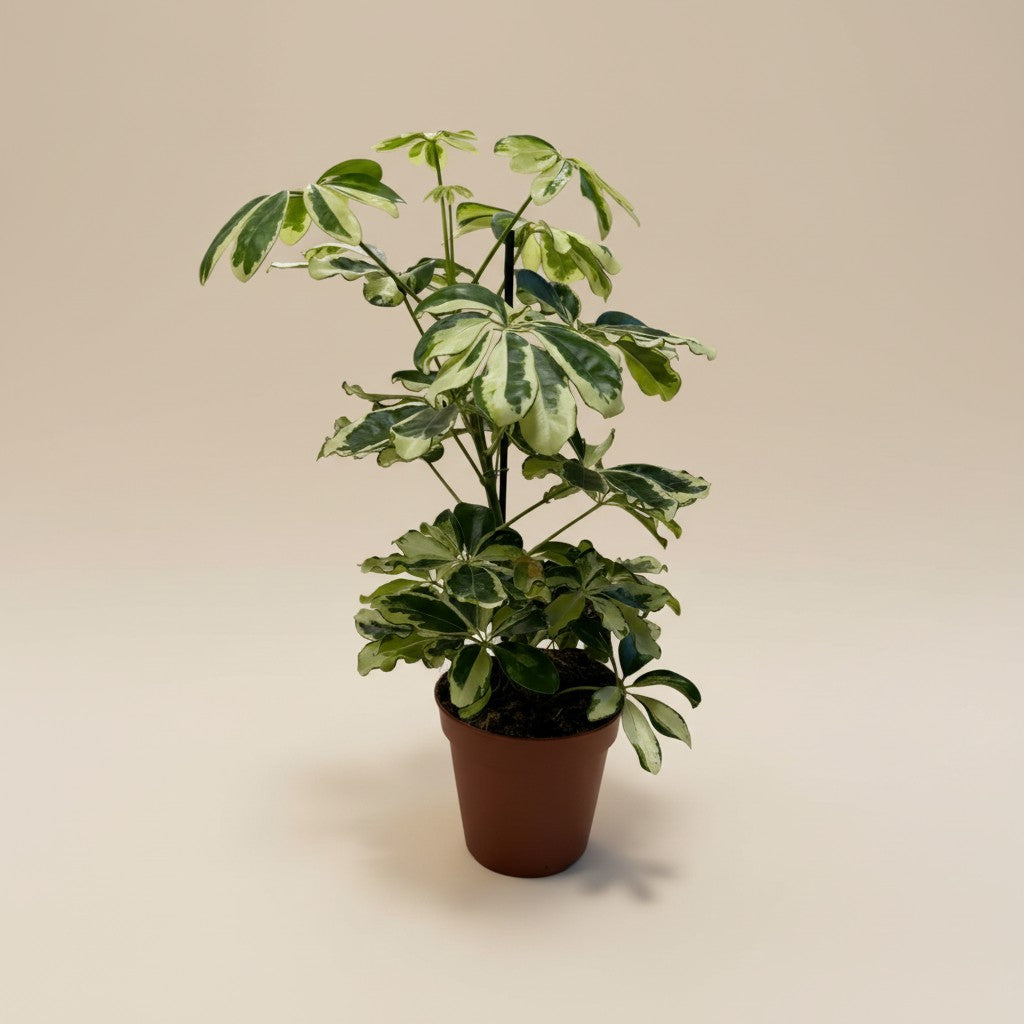 Schefflera arboricola