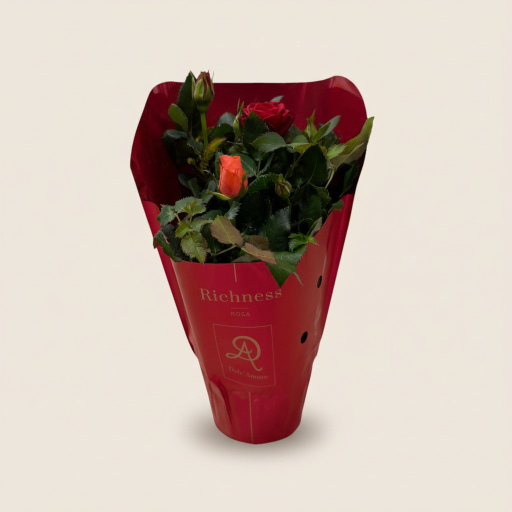 hybrida – Rote Mini-Rose