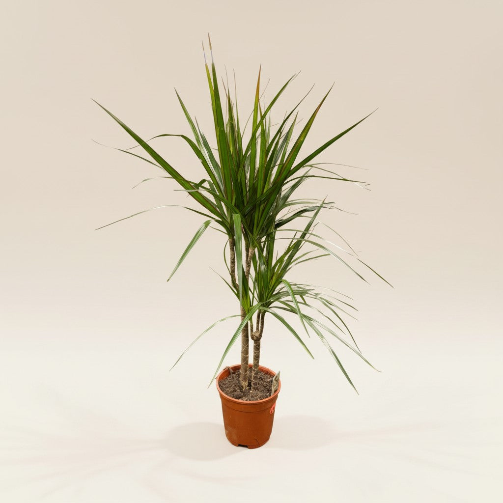 Dracaena marginata
