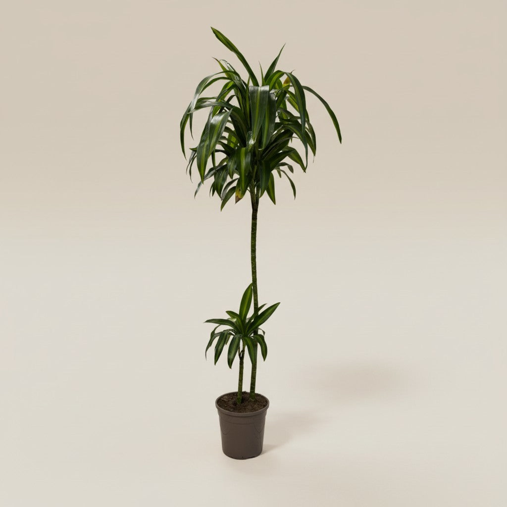 Dracaena fragrans ‘Compacta’