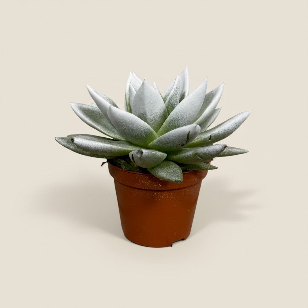 Winter-Sukkulente – Echeveria im Festlook