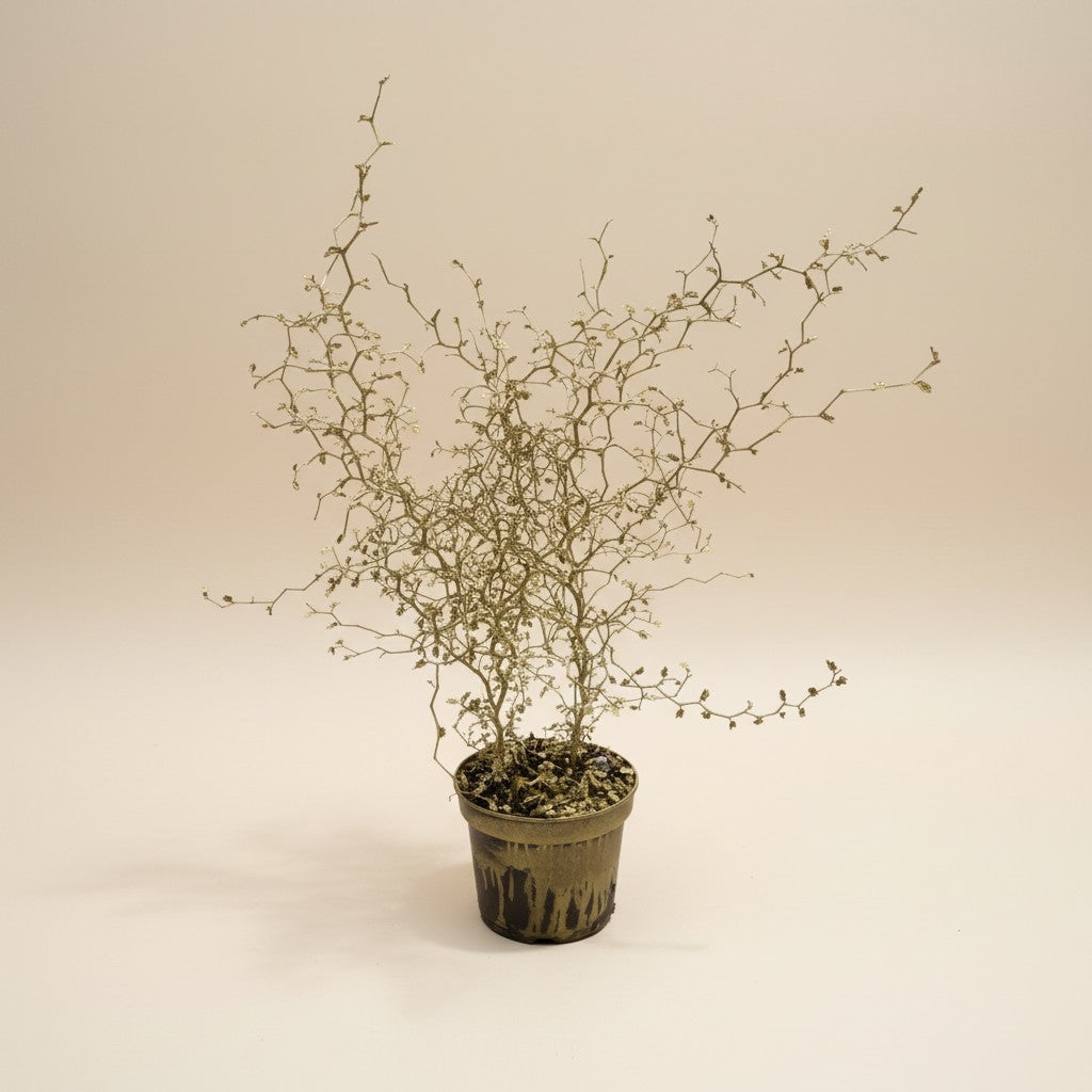 Sophora prostrata – Little Baby (Gold Edition)