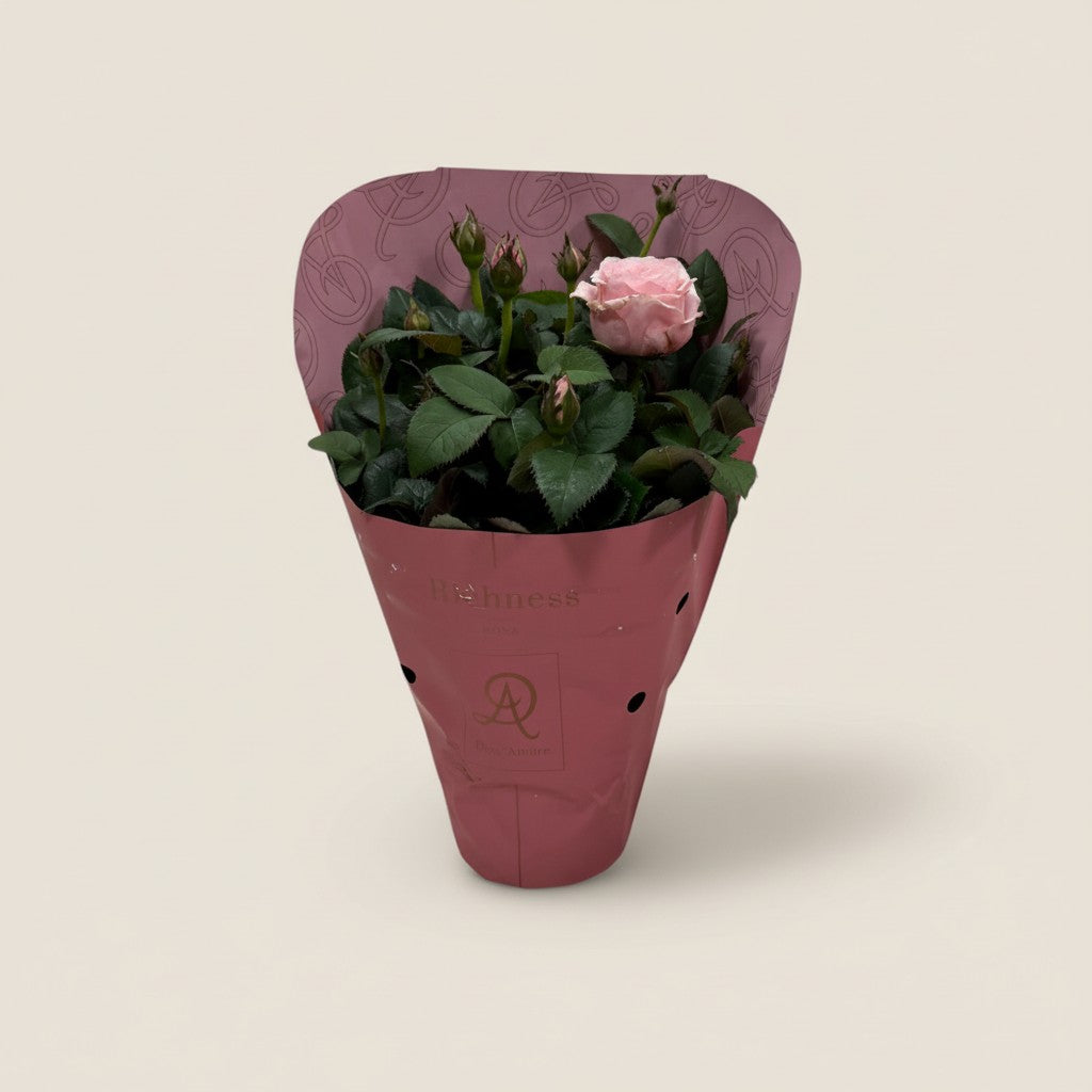 hybrida – Rosa Mini-Rose