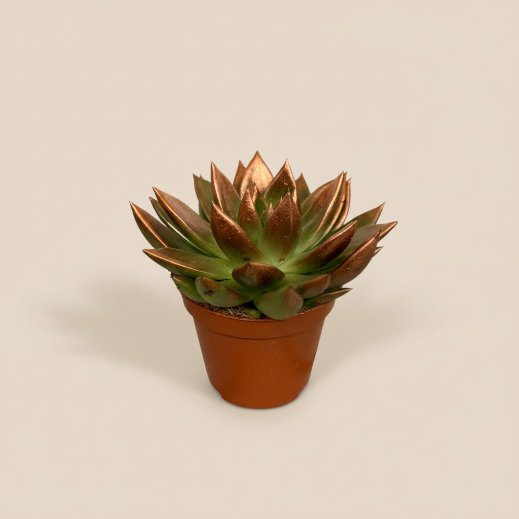 Bronze Shine – Sukkulente im Metallic-Look