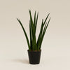 Sansevieria – Bogenhanf