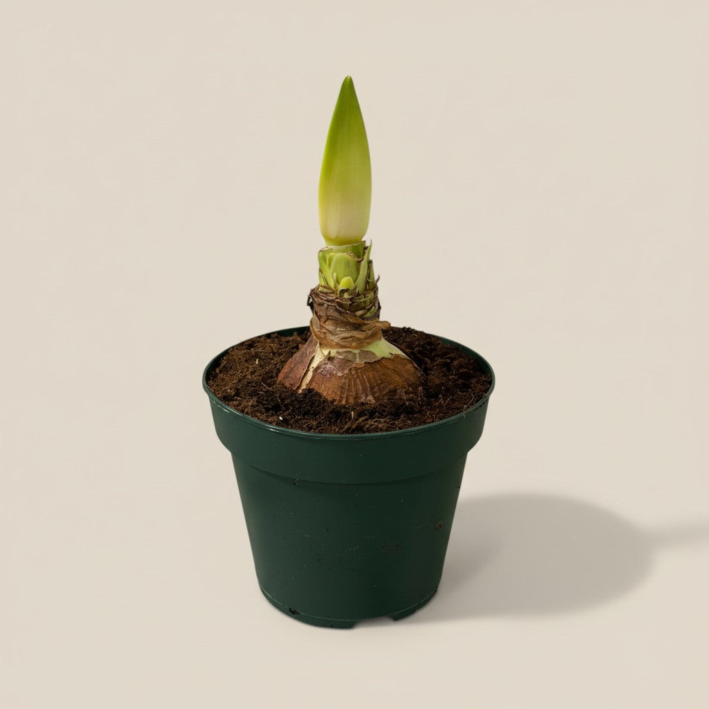Amaryllis – Klassische Winterblume im Topf