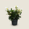 Helleborus niger – Christrose